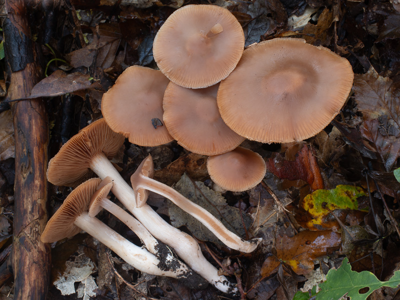 Cortinarius diabolicorigens